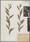 Foto von Salix alba L.